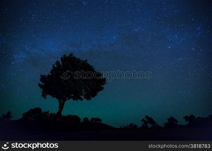 Silhouette of Tree and milky way with star