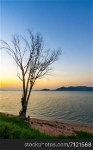 silhouette of tree at reservoir Bang Phra, Sriracha, Chonburi, Thailand, in sunset