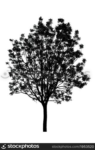 silhouette of tree isolated on white background