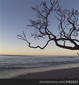 Silhouette of tree on beach in Costa Rica