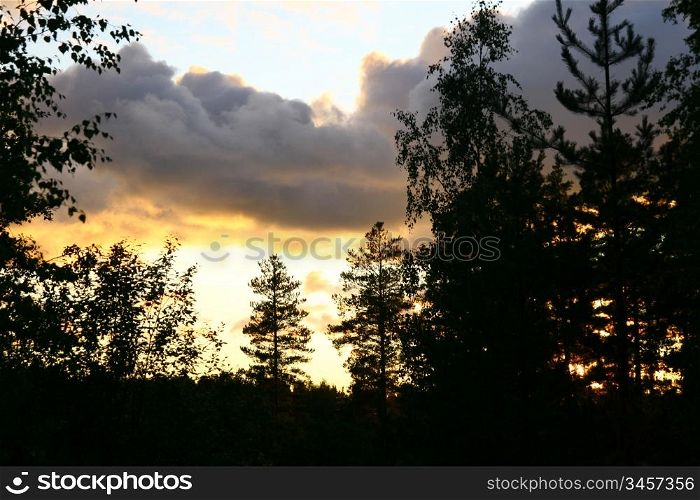 Silhouette of tree on sunset sky