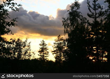 Silhouette of tree on sunset sky