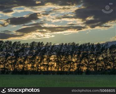 Silhouette of trees against cloudy sky, Lake of The Woods, Ontario, Canada