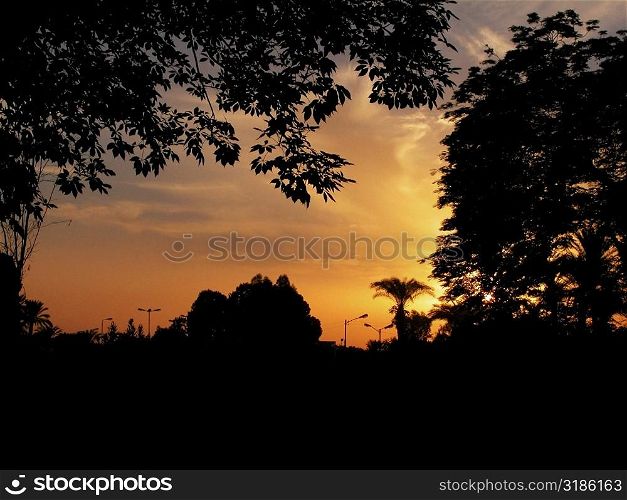 Silhouette of trees at dusk
