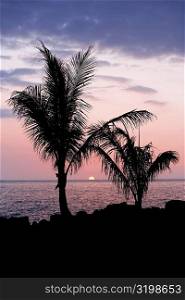 Silhouette of trees at dusk, Pakini Nui Wind Project, South Point, Big Island, Hawaii Islands, USA