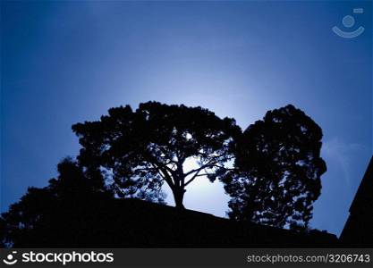Silhouette of trees at dusk, Sorrento, Sorrentine Peninsula, Naples Province, Campania, Italy