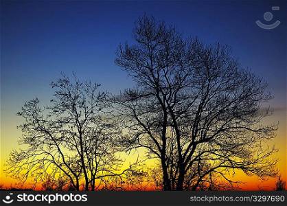 Silhouette of trees at sunrise