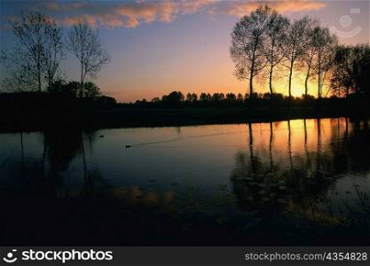 Silhouette of trees at sunrise, River Vecht, Netherlands