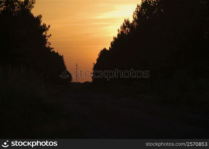 Silhouette of trees at sunset, Bordeaux, Aquitaine, France