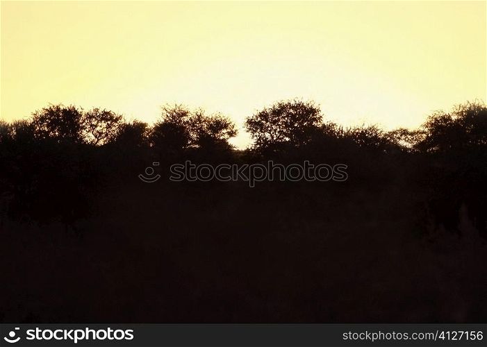 Silhouette of trees at sunset, Kalahari Desert, Botswana