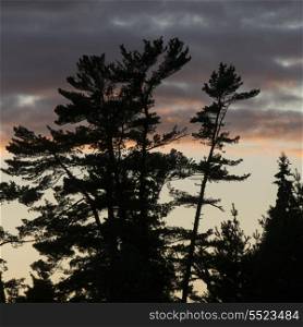 Silhouette of trees at sunset, Kenora, Lake of The Woods, Ontario, Canada
