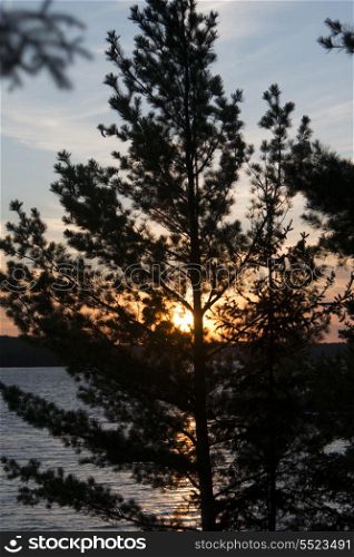 Silhouette of trees at sunset, Kenora, Lake of The Woods, Ontario, Canada