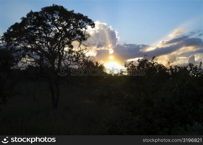 Silhouette of trees at sunset, Kruger National Park, South Africa