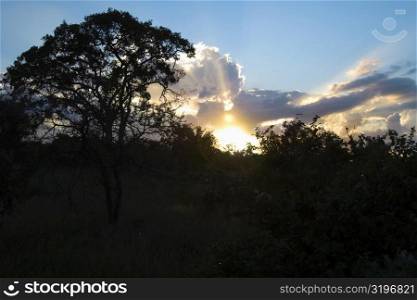 Silhouette of trees at sunset, Kruger National Park, South Africa
