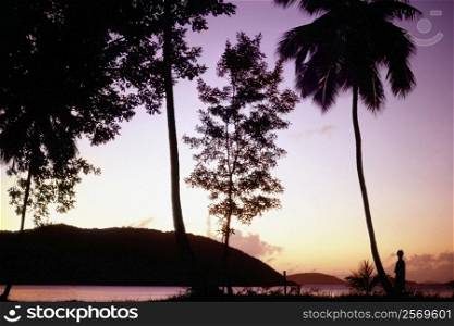 Silhouette of trees at sunset, U.S. Virgin Islands