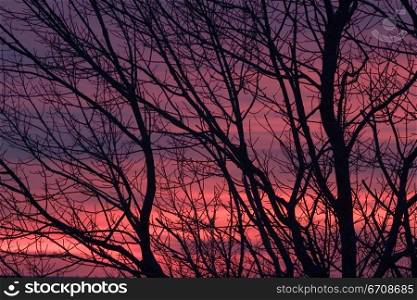 Silhouette of trees at twilight