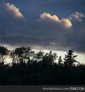 Silhouette of trees under dark clouds, Lake Of The Woods, Ontario, Canada