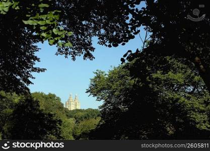 Silhouette of trees with buildings in the background