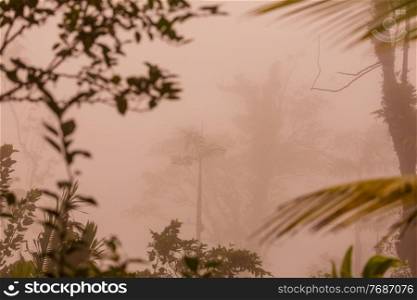 silhouette of tropical forest covered in morning fog