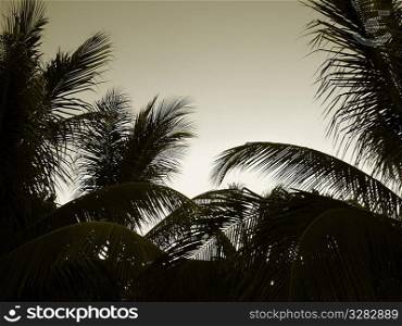 Silhouette of Tropical leaves.