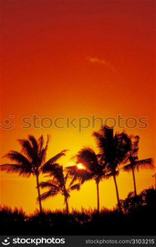 Silhouette of tropical palm trees with orange sunset in background