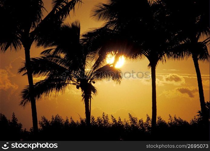 Silhouette of tropical palm trees with sunset in background