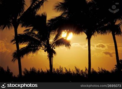 Silhouette of tropical palm trees with sunset in background