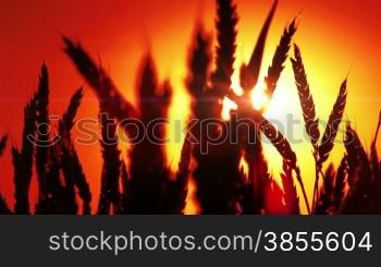 Silhouette Of Wheat At The Sunset.