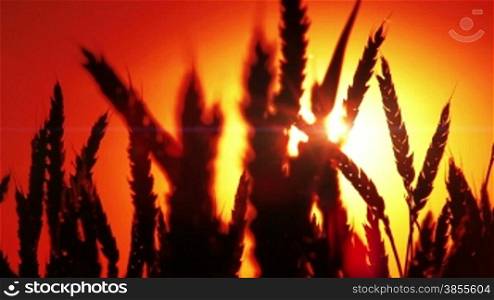 Silhouette Of Wheat At The Sunset.