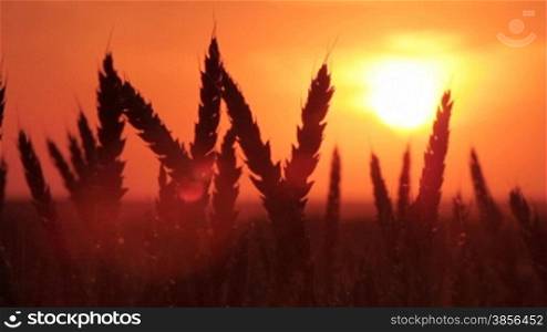 Silhouette of Wheat at the sunset