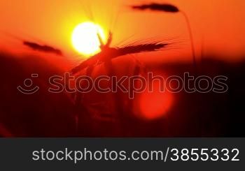 silhouette of wheat on a sundown background