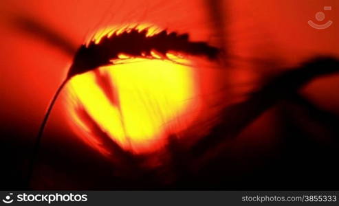 silhouette of wheat on a sundown background