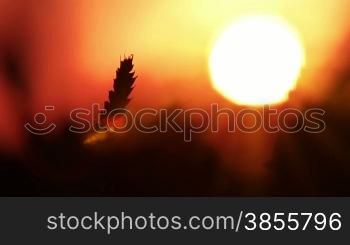 Silhouette Of Wheat On A Sundown Background