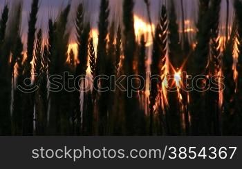 Silhouette of wheaten field on sunset.