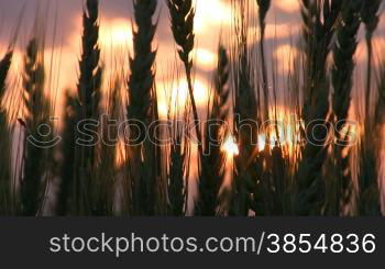 Silhouette of wheaten field on sunset.