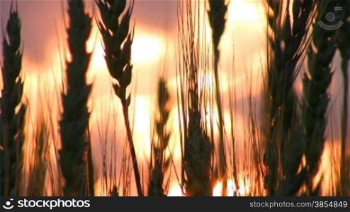 Silhouette of wheaten field on sunset.