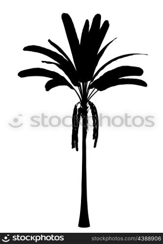 silhouette of wild banana palm tree isolated on white background