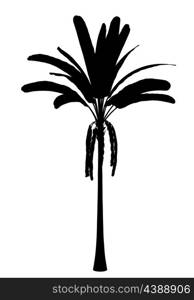 silhouette of wild banana palm tree isolated on white background
