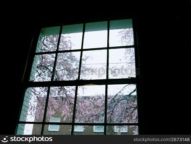 Silhouette of window panes with spring blossoms in background