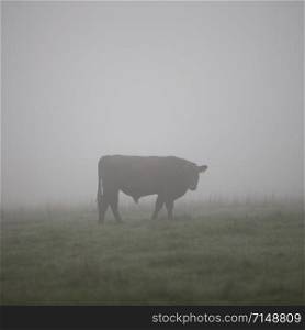silhouette of young limousin bull in misty meadow