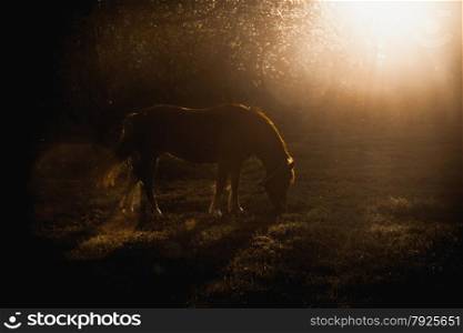 Silhouette photo of horse grazing on glade at evening sun rays