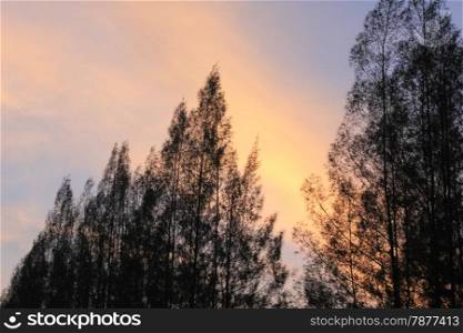 Silhouette pine tree branch