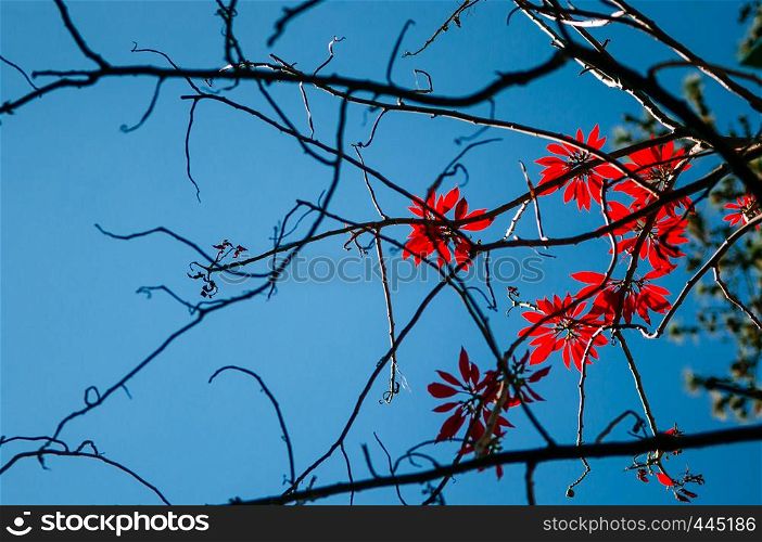 Silhouette red autumn leaves on tree branches against bright blue sky