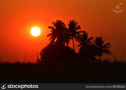 Silhouette scene with coconut trees during sunset