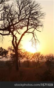 Silhouette tree at sunset on safari in South African game reserve