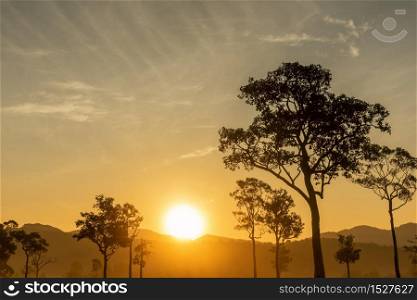 Silhouette tree nature landscape view on the sunrise
