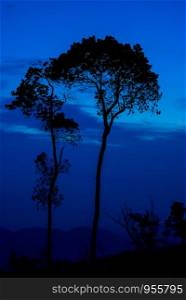 Silhouette tree sunset or sunrise on mountain with blue sky background