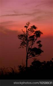 Silhouette tree sunset or sunrise on mountain with orange red sky background