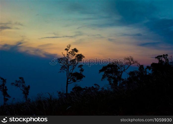Silhouette tree sunset or sunrise on mountain with yellow blue sky background