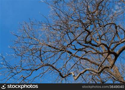 silhouette tree with brunchs on blue sky